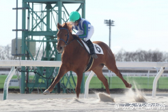 田中淳司厩舎で研修中の小野俊斗騎手