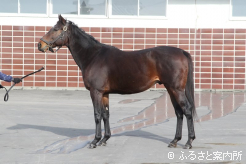 種牡馬生活2年目のニシノデイジー