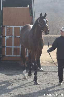 元気な姿でイーストスタッドに到着