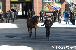 種牡馬生活2年目を迎えたドウデュース