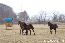 杵臼牧場の放牧地