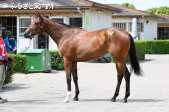 トーセンナチュラル2024