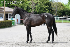 新種牡馬カラヴァッジョ産駒のブライトメッセージ2024は全体第2位の高評価を得た