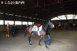 準備運動に余念がない上場予定馬