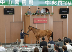 550万円からのスタートだったが、牝馬としてこの日の最高落札価格馬となったトーセンナチュラル2024