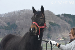 ヒカル牧場に里帰りして繁殖生活を始めたサキドリトッケンの半姉ダイヤモンドダスト(父アメリカンペイトリオット)