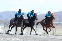 49頭の走りを披露した騎乗供覧