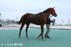 父はイーストスタッドで供用されているオーヴァルエース