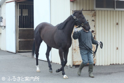 元気な姿で谷川牧場に到着した