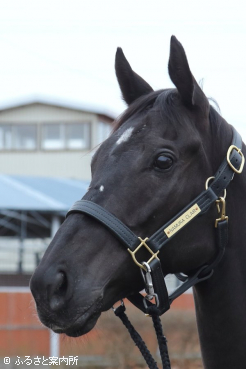 繁殖入りしたナムラクレア