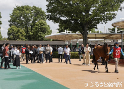 セール当日は200名を超える馬主が足を運んだ