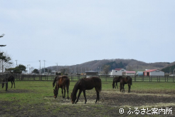 ヒカル牧場の放牧地