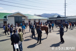 59頭が展示されたJRA育成馬展示会