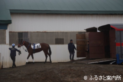各飼養先から日高軽種馬共同育成公社に集まった