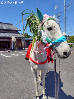 写真：テイエムアンコール