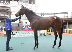 牝馬最高タイ「レディフォグホーンの24」落札