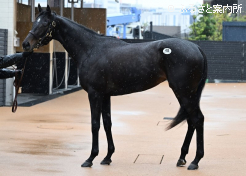 牝馬最高タイのラヴドワンズの24