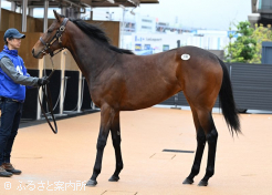 牝馬最高タイ「レディフォグホーンの24」