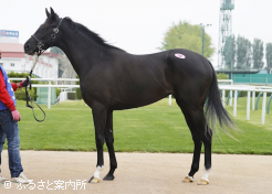 牝馬の最高落札ペプチドサクラ2024