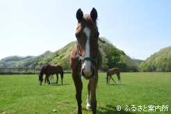 豊洋牧場に里帰りして繁殖生活を送るサノノエスポの半姉シックセーラー(父ゴールドシップ)