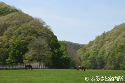 豊洋牧場本場の放牧地