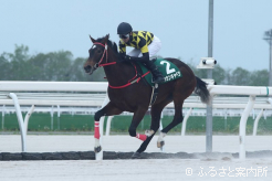 2023年供用開始種牡馬産駒限定競走に勝利したドッカンキャベツ
