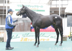 牝馬最高タイ「ラヴドワンズの24」落札