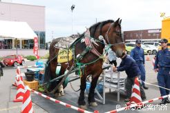 様々な場所でバネい競馬のアピールを行うフクスケ