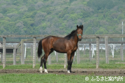 豊洋牧場大富支場で元気に育つシックセーラー産駒(牝1歳、父シャープアステカ)