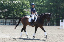 馬場馬術を披露するゴールデンシックスティと加藤諒氏