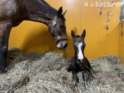産まれた直後のヘスペリスと母ブリトマルティス(写真:新冠橋本牧場提供)