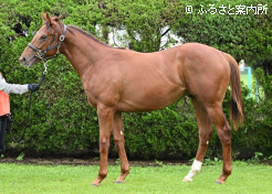 高額第2位メイショウセグレタ2025