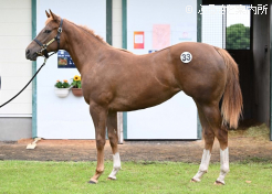 牝馬最高価格馬ヘブンリーフレグランス2025