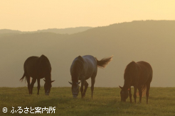 写真4 [夕方に]
