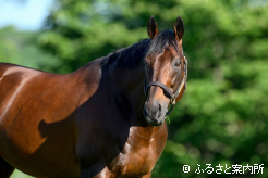 産駒は日本の競馬を変えるような活躍が期待されている