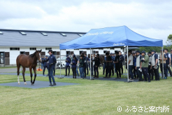 40人以上が参加したセレクトセール上場馬視察研修