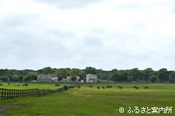 広々とした新冠橋本牧場の放牧地