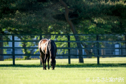 高いコンディション維持能力はよく食べることかもしれない