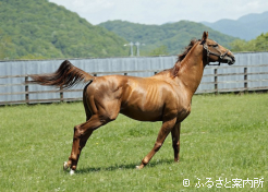 芝コースでも軽快な脚さばきを披露してくれた