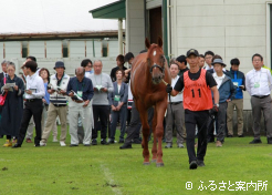 セール前には引き馬による比較展示が行われた