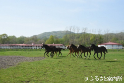 豊洋牧場大富支場の放牧地