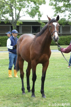 皐月賞馬ソールオリエンスの全弟