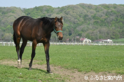 プリンセスデイジーの全弟(牡1歳、父シニスターミニスター)