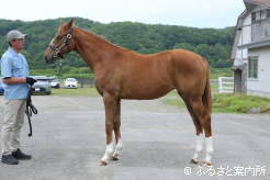 JRA特別賞(最優秀牝馬)のミヤモダイナソー2025