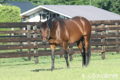 2021年のJRA賞年度代表馬に選ばれた