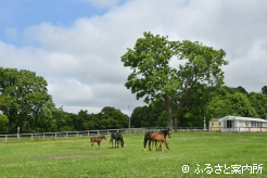 新冠橋本牧場の放牧地で過ごす親仔