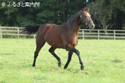 現役時代は3つの国と地域で7つのG1競走に優勝した