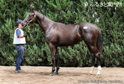 牝馬最高価格となったアーモニーズエンジェルの2025