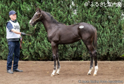 牝馬最高価格アーモニーズエンジェルの2026