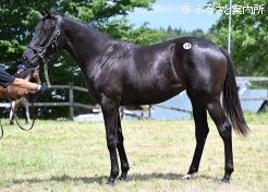 牝馬最高価格のマンハッタンガビー2025